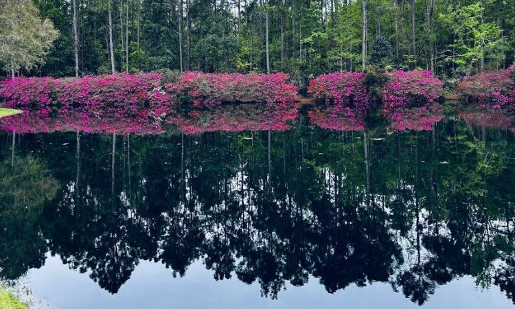 The View – April 2024 Azaleas Blooming!