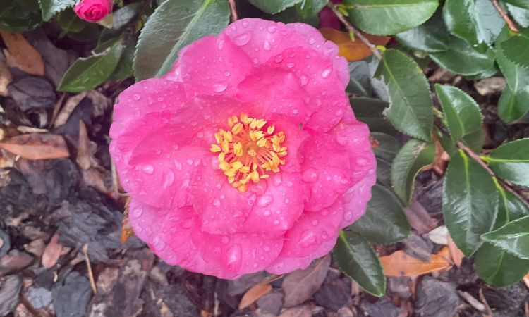 Camellias in Deercreek