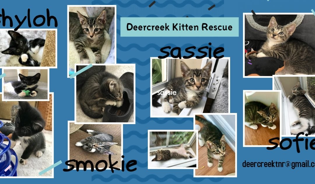 Kitten Rescue Adoptions Available