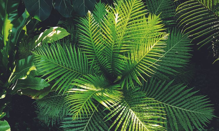 Florida-Friendly Landscaping